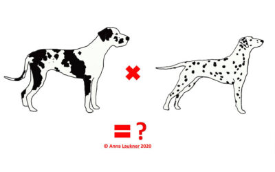 Colour genetics puzzle Dalmatian