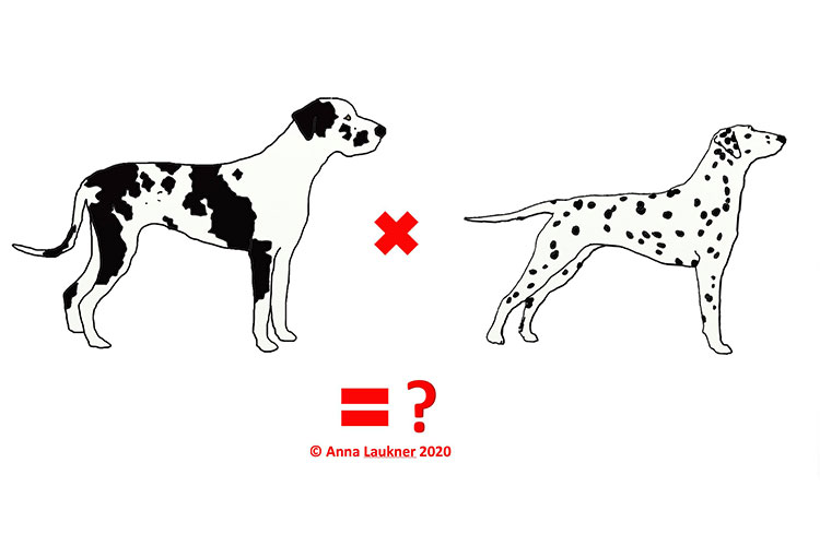 Colour genetics puzzle Dalmatian