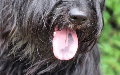 The blue tongue in dogs