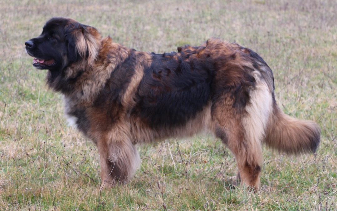 Farbgenetik beim Leonberger